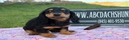 Miniature Dachshund dogs for sale: Russian - Ad 4