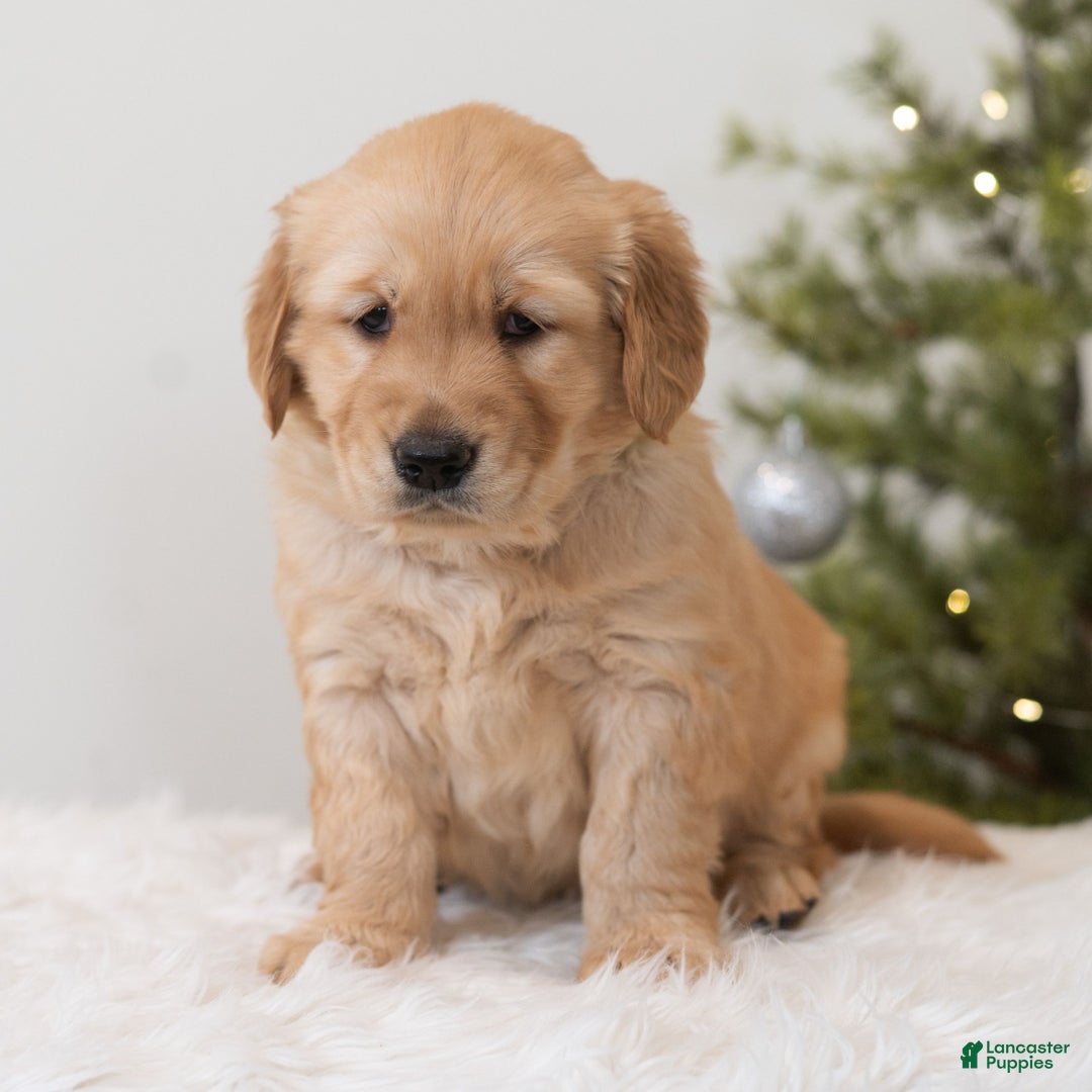 Golden Retriever dogs for sale: Holiday  - Ad 4