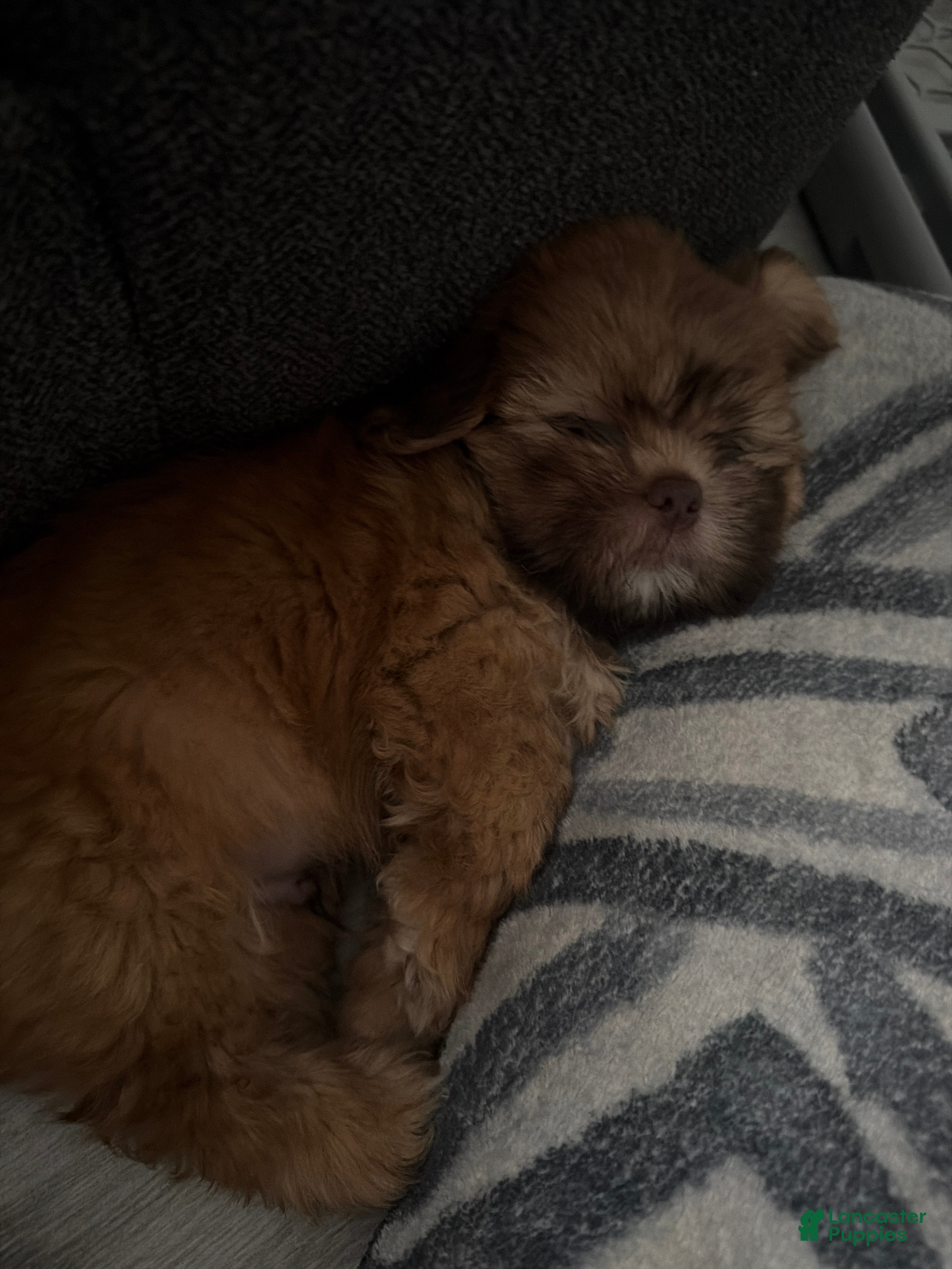 Shih Tzu dogs Shih Tzu 1 - Ad 1