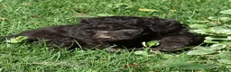 Standard Poodle dogs for sale: Standard Poodle 8 Brown with a tiny bit of white - Ad 5
