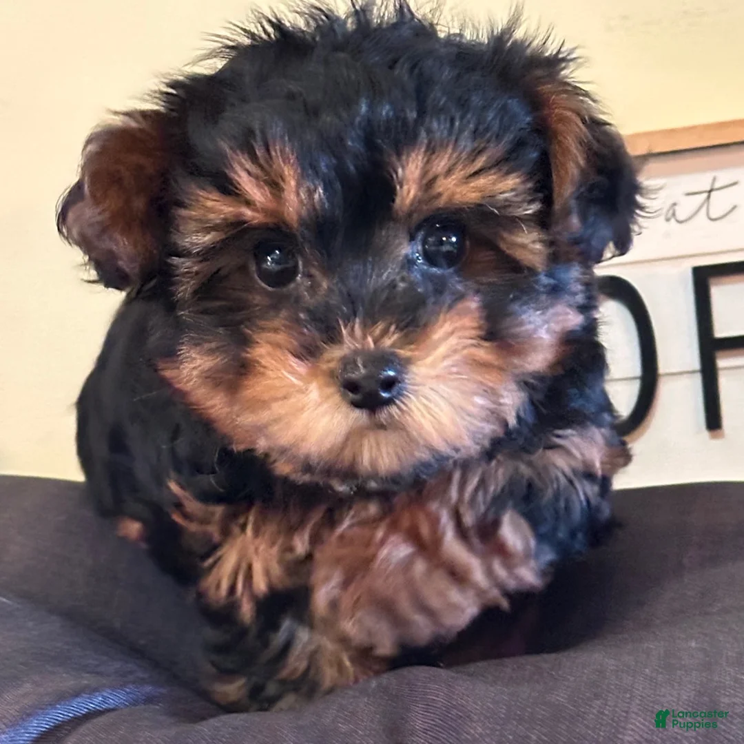 Yorkiepoo dogs for sale: Yorkiepoo Puppy Nevaeh - Ad 2