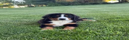 Bernese Mountain Dog dogs for sale: Ollie  - Ad 5