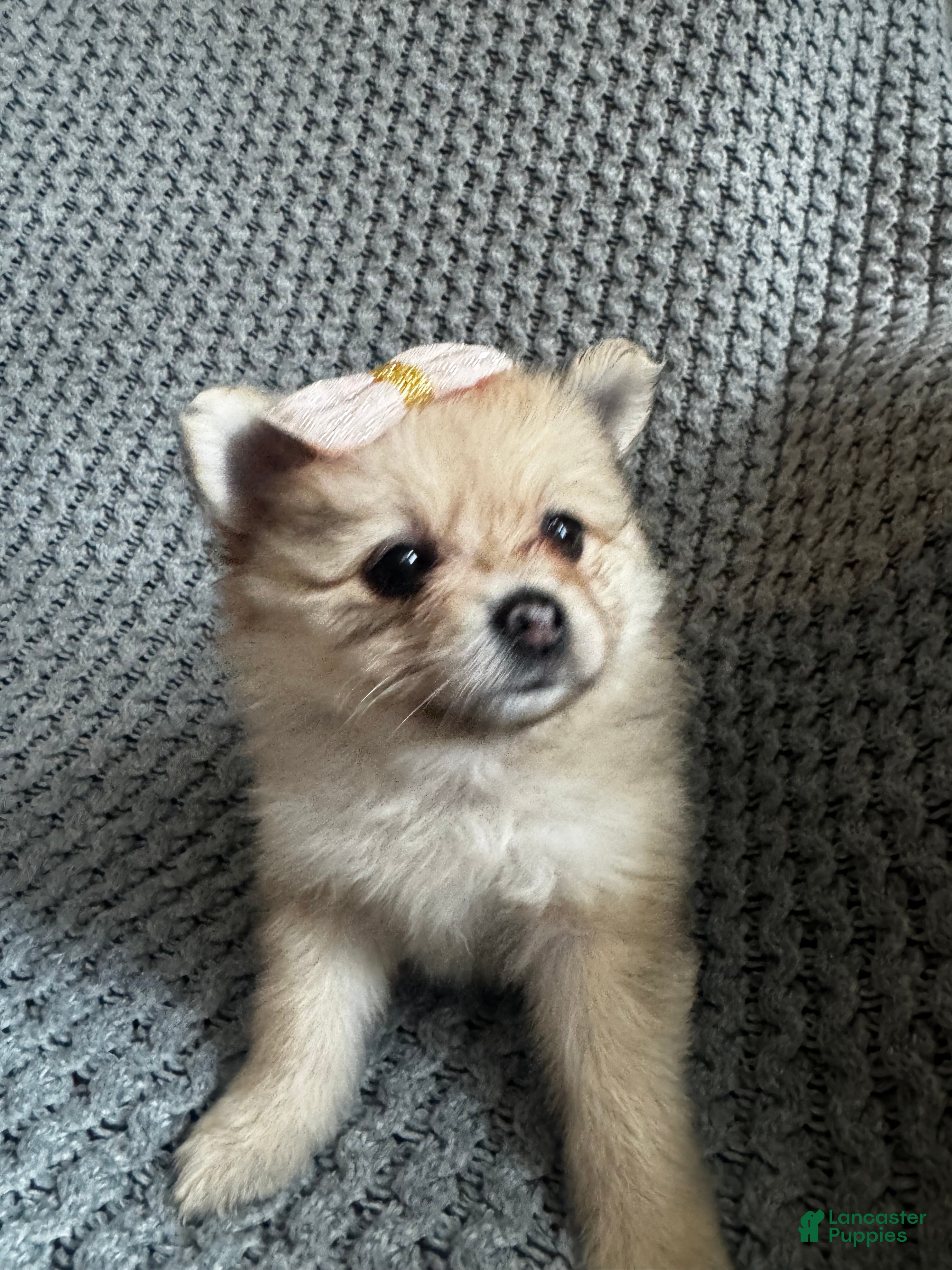 Pomeranian dogs Lilly - Ad 1