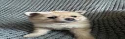 Pomeranian dogs for sale: Lilly - Ad 1