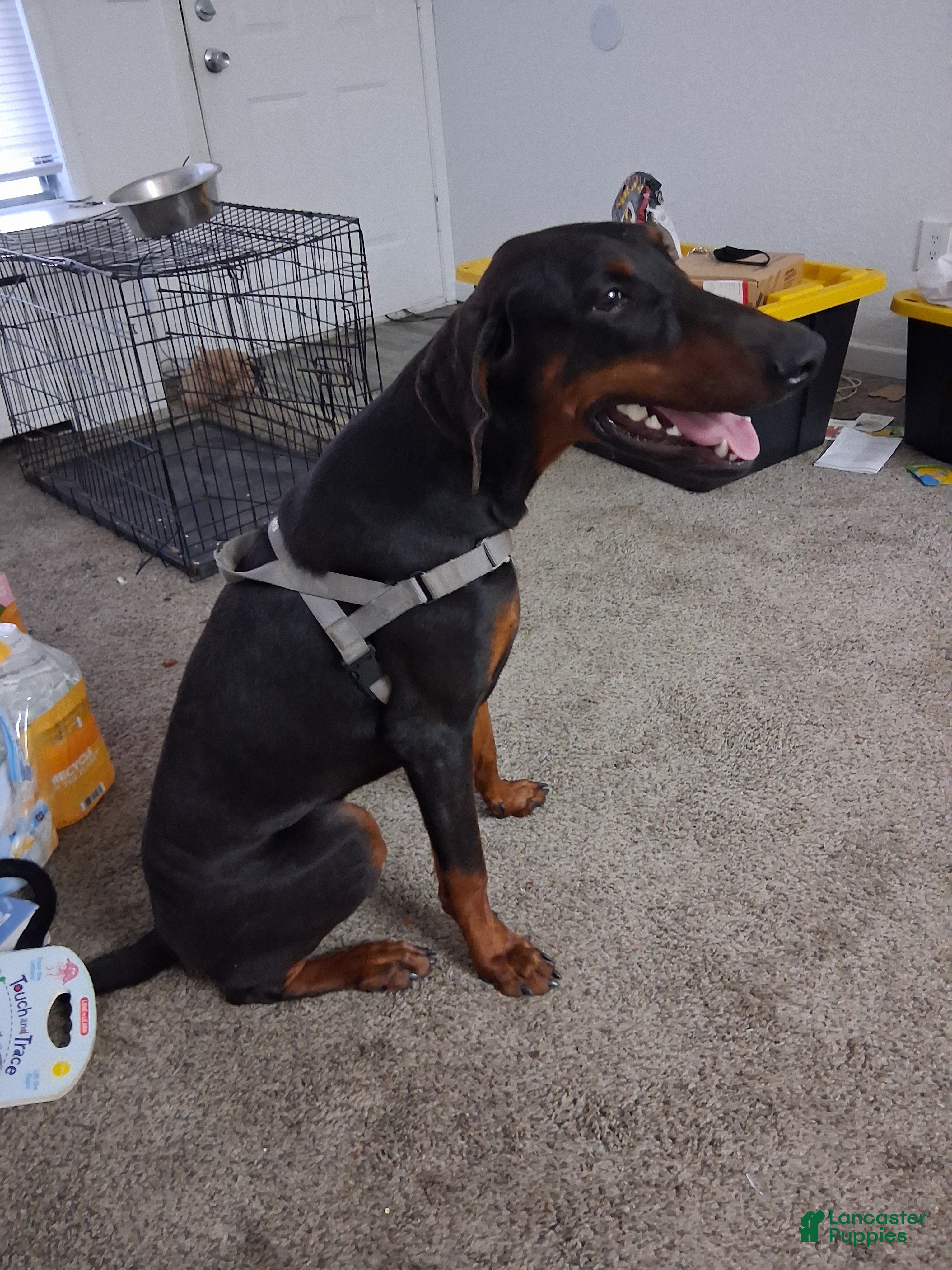 Doberman Pinscher dogs for sale: Doberman Pinscher 1 - Ad 2
