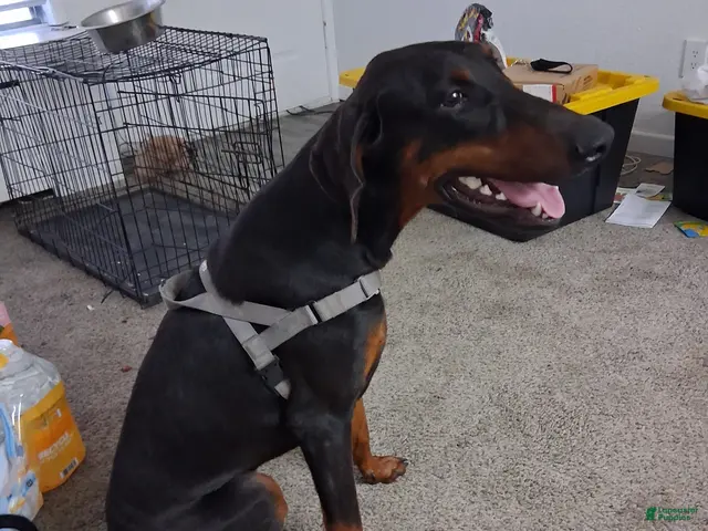 Doberman Pinscher dogs for sale: Doberman Pinscher 1 - Ad 2