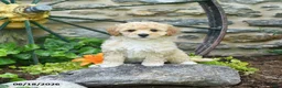 Mini Goldendoodle dogs for sale: Caspian - Ad 3