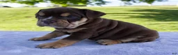 Beabull dogs for sale: Sheila - Ad 3