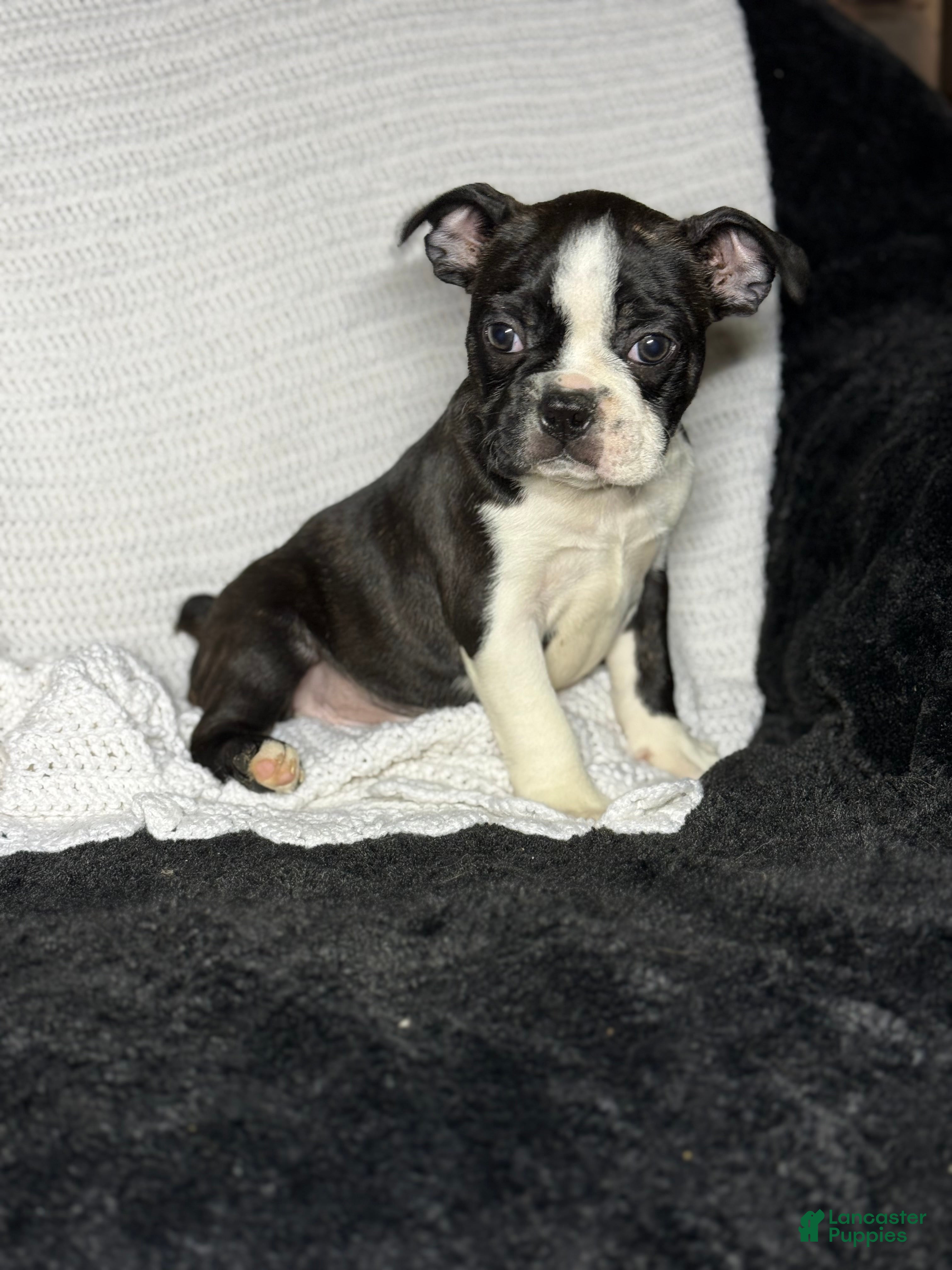 Boston Terrier dogs Boston Terrier Puppy 1 - Ad 14