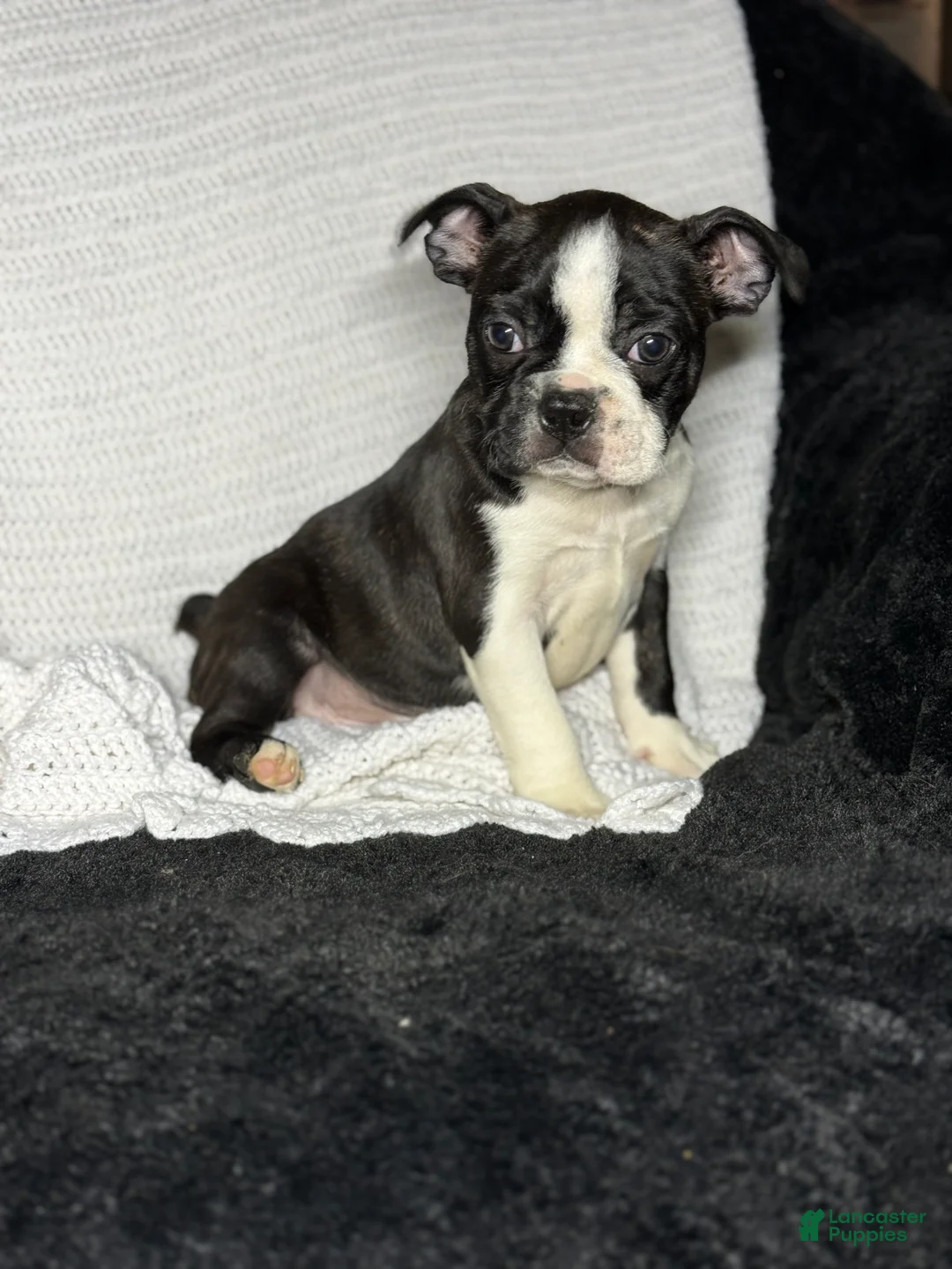 Boston Terrier dogs for sale: Boston Terrier Puppy 1 - Ad 1