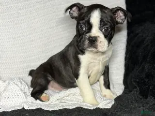 Boston Terrier dogs Boston Terrier Puppy 1 - Ad 14