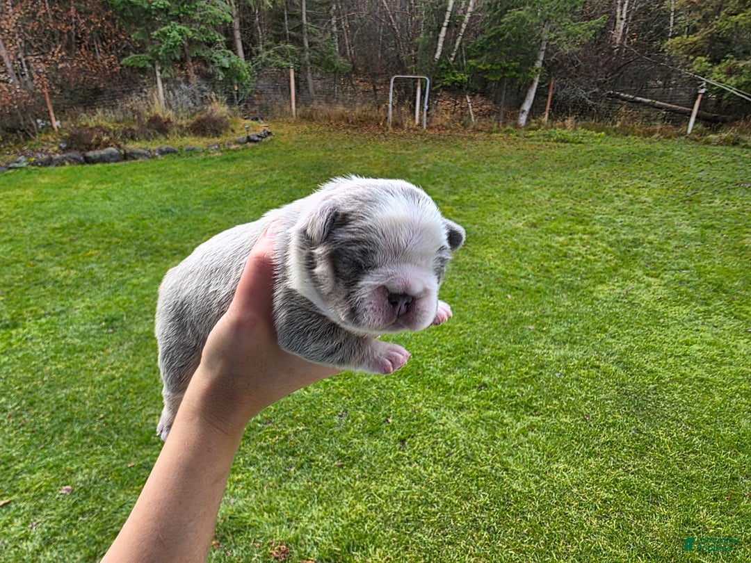 French Bulldog dogs for sale: Olaf – Lilac Big Rope French Bulldog with Panda Husky Pattern, carries pink and fluffy - Ad 6