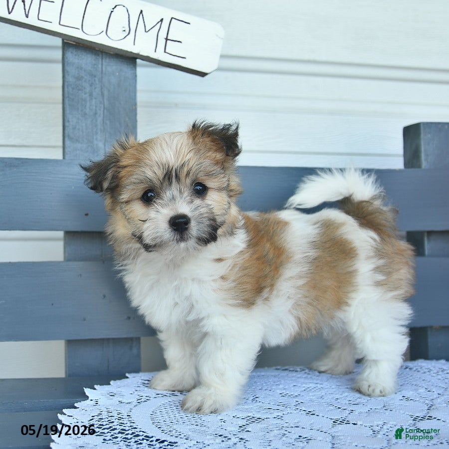 Havanese dogs Copper  - Ad 2