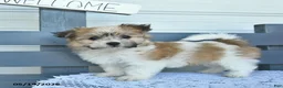 Havanese dogs for sale: Copper  - Ad 2
