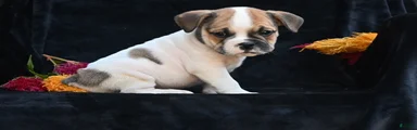 Jax