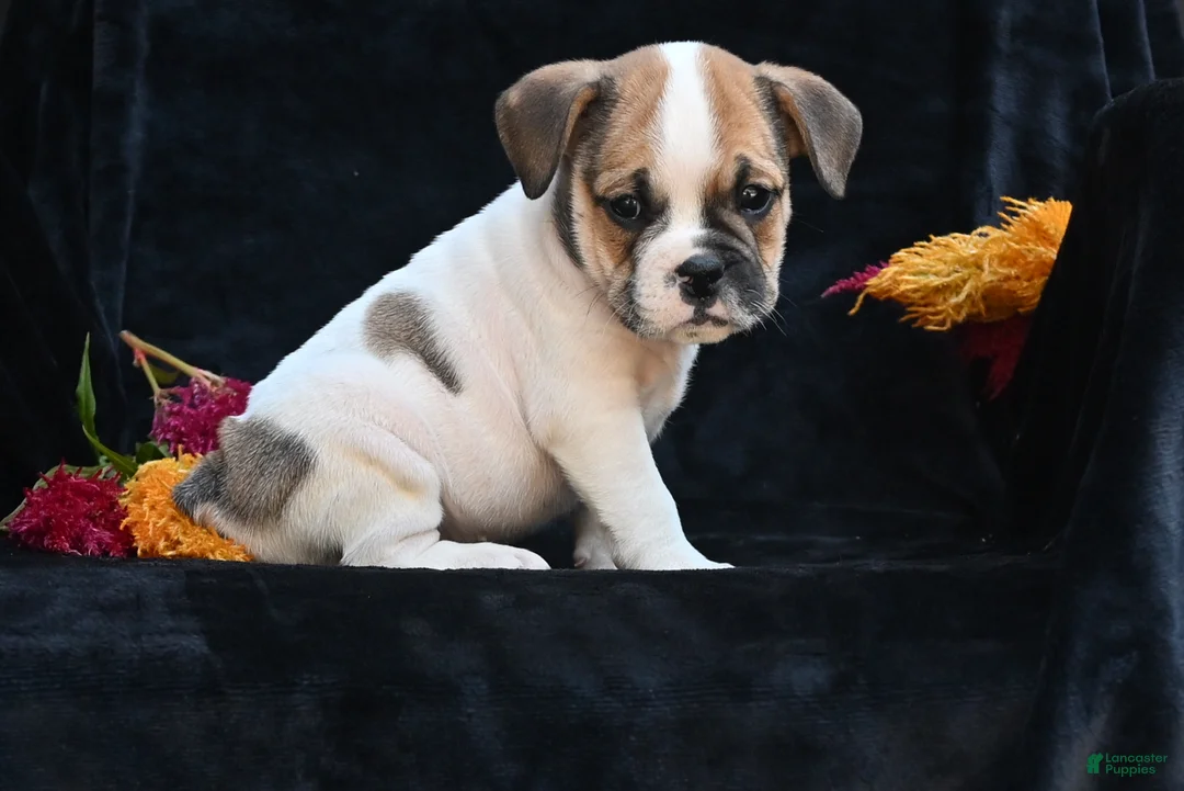 Mixed Breed dogs for sale: Jax - Ad 1