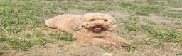 Mini Goldendoodle dogs for sale: Mini Goldendoodle 1 - Ad 6