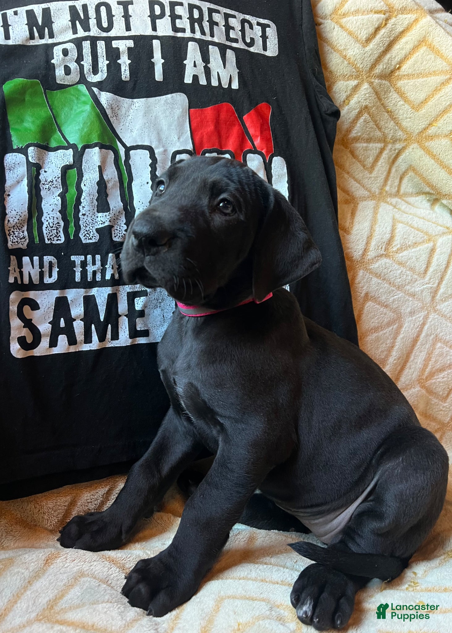 Great Dane dogs Roma - Ad 2