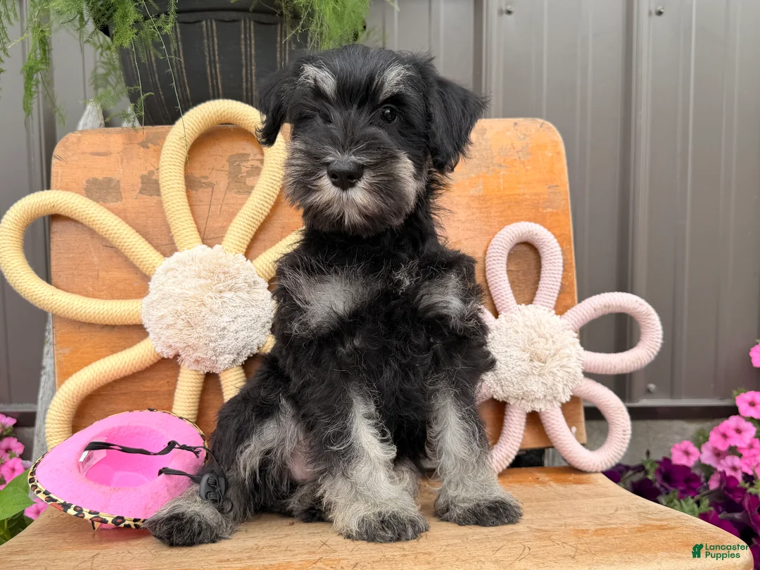 Miniature Schnauzer dogs for sale: Kayla Miniature Schnauzer  - Ad 1