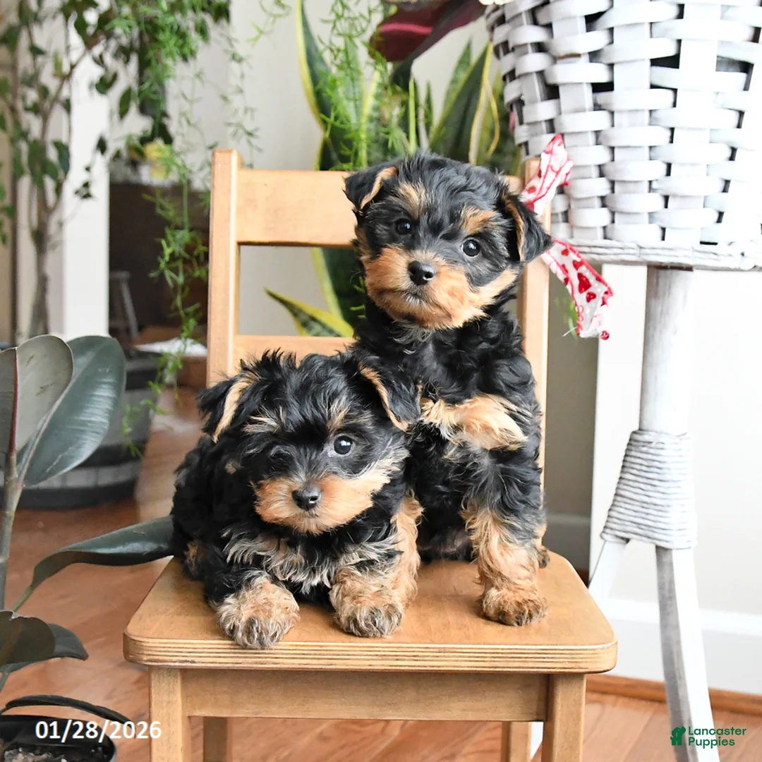Yorkiepoo dogs for sale: Freddie - Ad 3