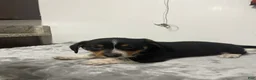Mixed Breed dogs for sale: Angus  - Ad 3