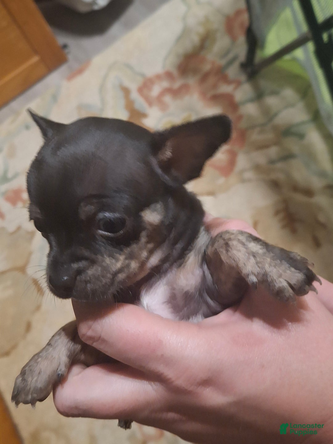 Chihuahua dogs for sale: Chihuahua Puppy 4 - Ad 4