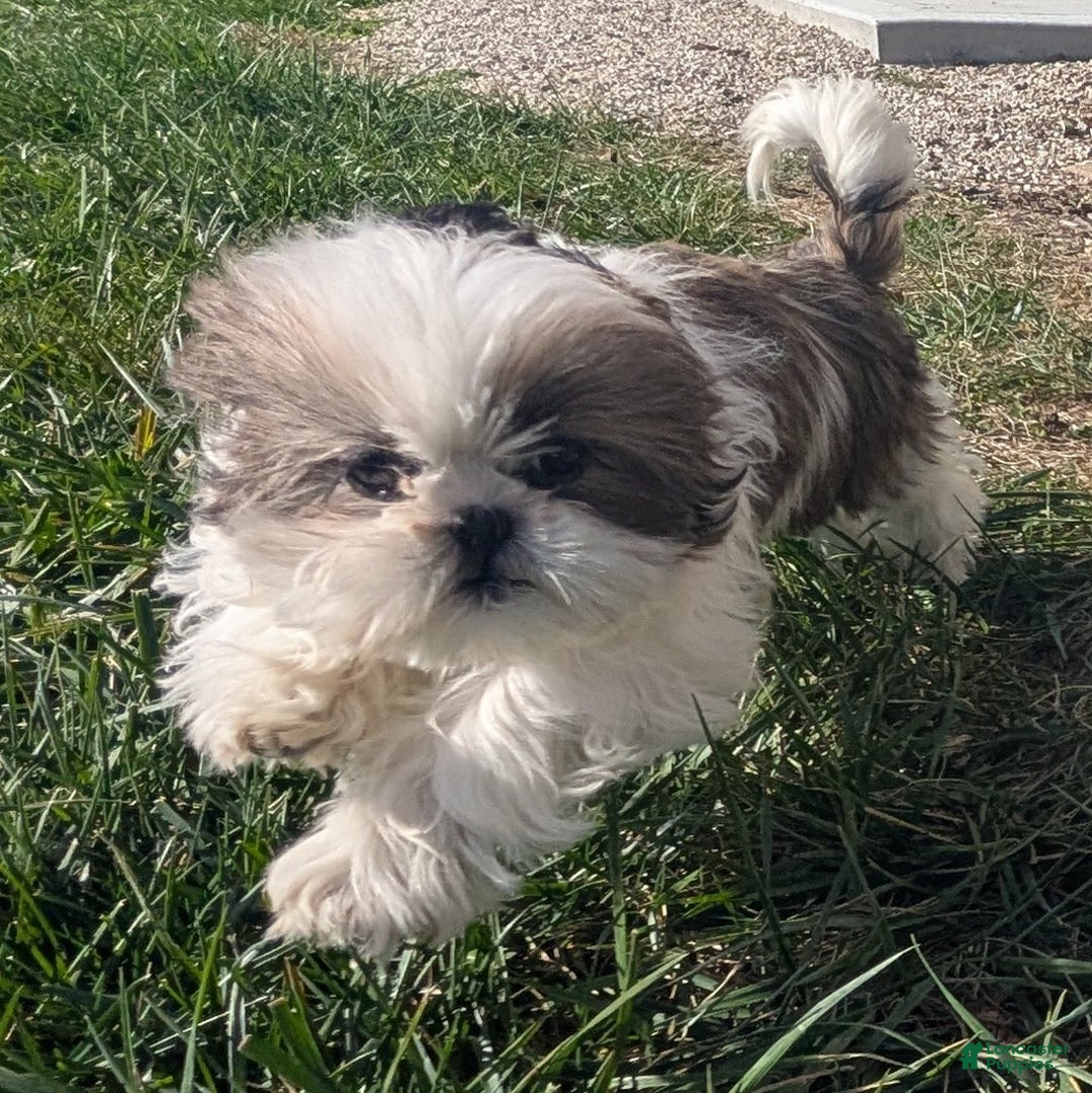 Shih Tzu dogs for sale: Tiggy - Ad 11