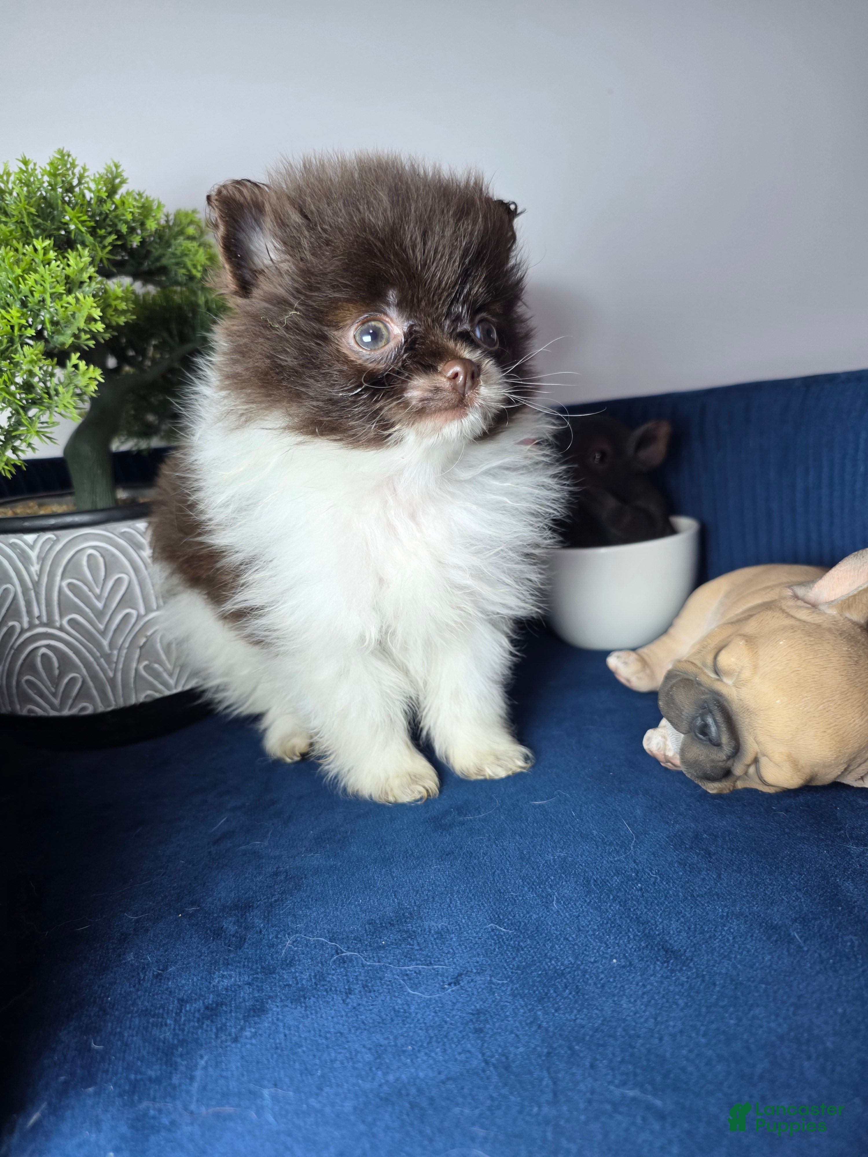 Pomeranian dogs Pomeranian Puppy chocolate  - Ad 4