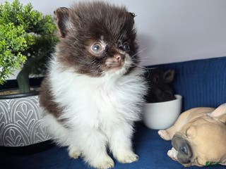 Pomeranian dogs Pomeranian Puppy chocolate - Ad 4