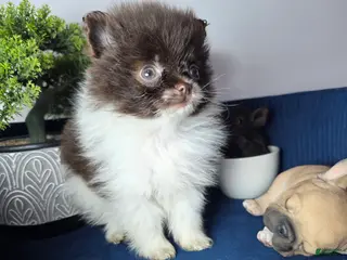 Pomeranian dogs Pomeranian Puppy chocolate - Ad 2