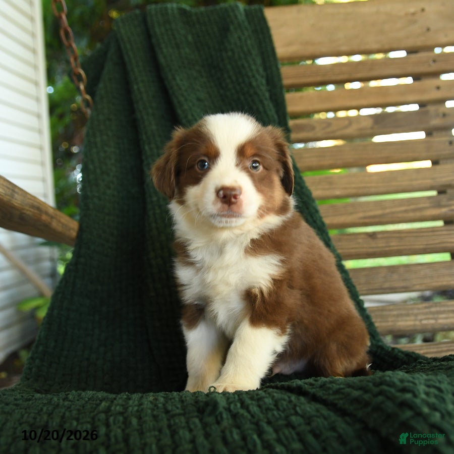 Miniature Australian Shepherd dogs for sale: Oakley - Ad 1