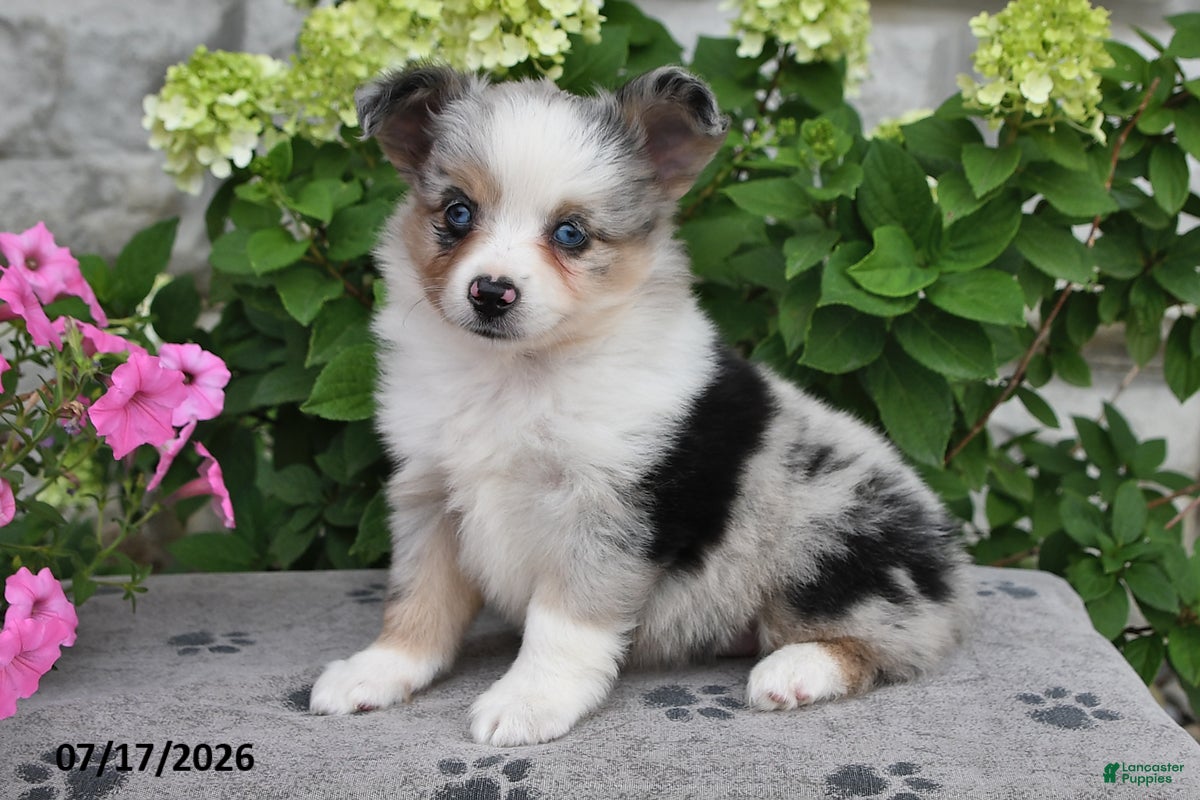 Miniature Australian Shepherd dogs for sale: Addie - Ad 1