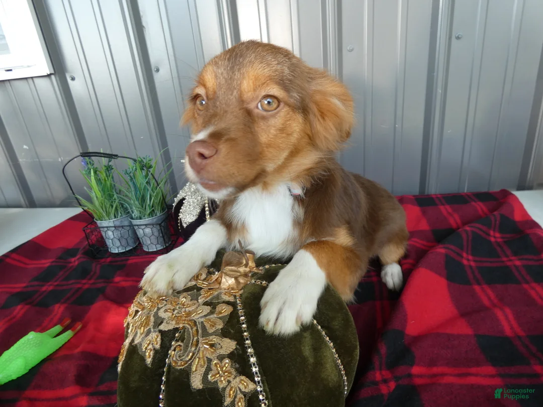 Miniature Australian Shepherd dogs for sale: Miniature Australian Shepherd 3 Maddy - Ad 2