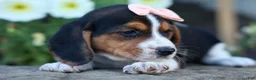 Beagle dogs for sale: Cleo 🌸 - Ad 16