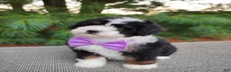 Bernedoodle dogs for sale: Bonbon - Ad 5