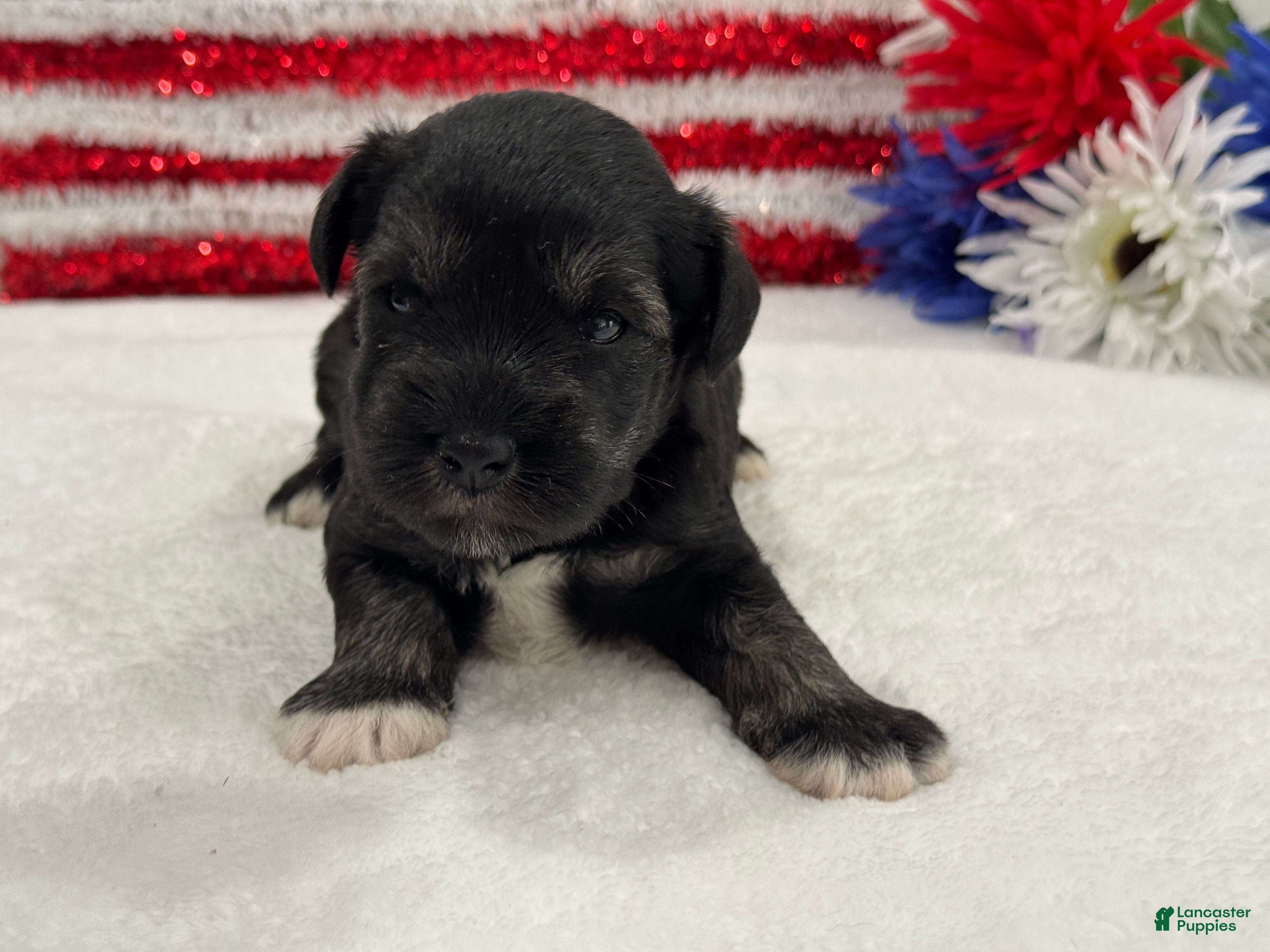 Miniature Schnauzer dogs Marsha Male 5 - Ad 18