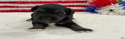 Miniature Schnauzer dogs for sale: Marsha Male 5 - Ad 1