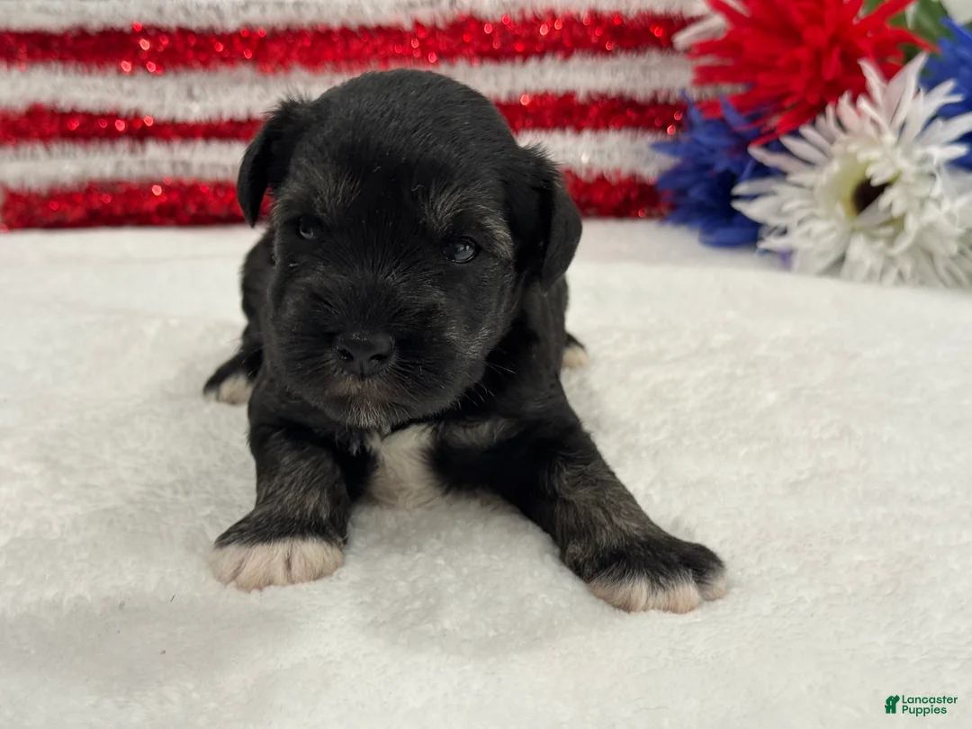 Miniature Schnauzer dogs for sale: Marsha Male 5 - Ad 1