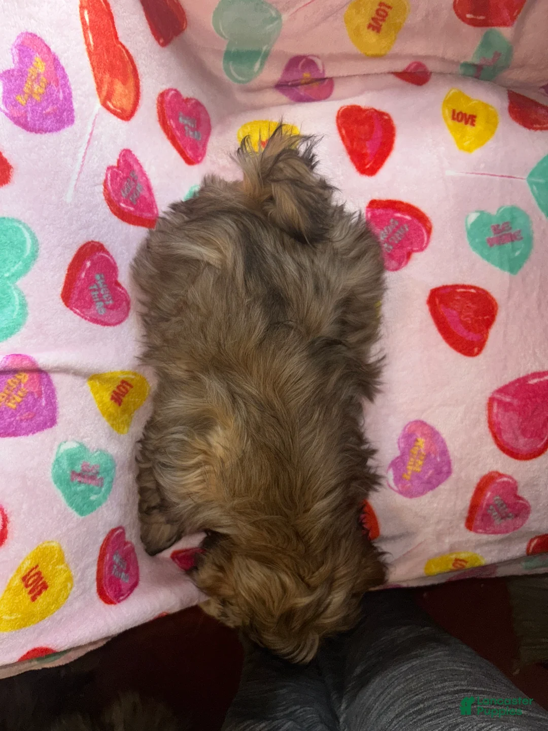 Shih Tzu dogs for sale: Shih Tzu Puppy 1 - Ad 2