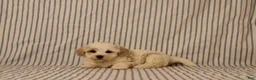 Maltipoo dogs for sale: Jana - Ad 3