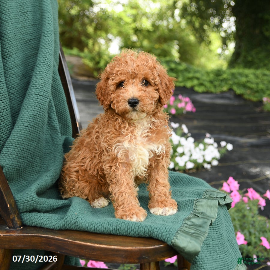 Miniature Poodle dogs Blake - Ad 2