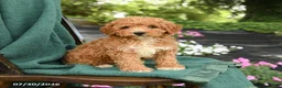 Miniature Poodle dogs for sale: Blake - Ad 2