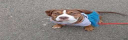 American Bully dogs for sale: Bubbles - Ad 5