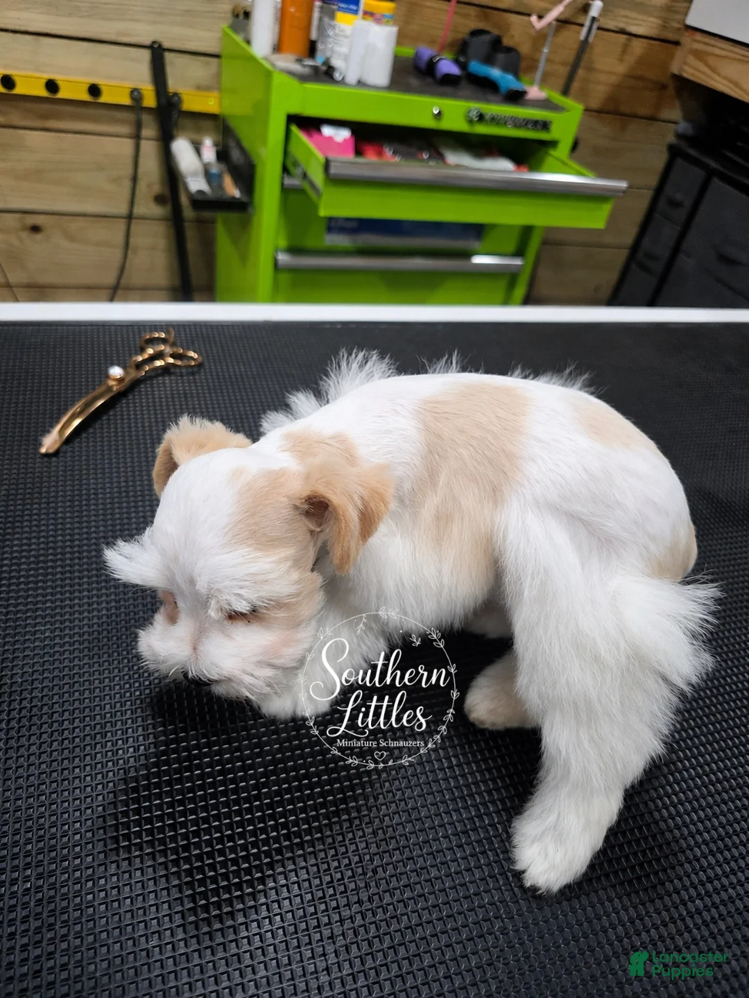 Miniature Schnauzer dogs for sale: Rapunzel  - Ad 2