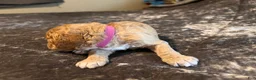 Cavapoo dogs for sale: Cavapoo 6 Hot Pink Collar - Ad 3
