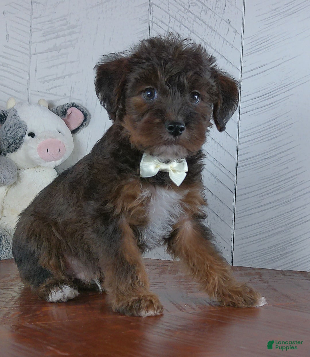 Yorkiepoo dogs for sale: Carmel - Ad 3
