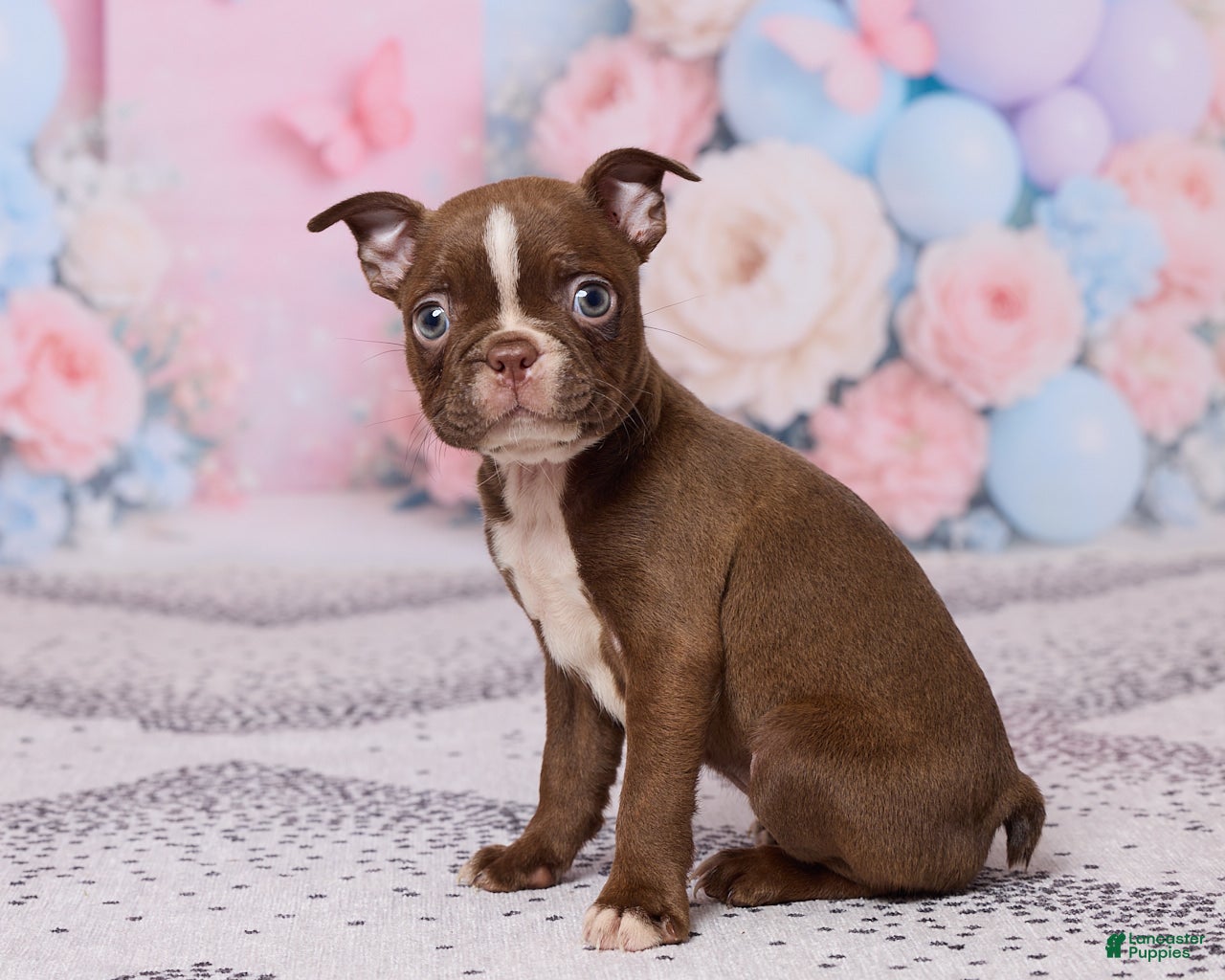 Boston Terrier dogs Rose - Ad 2