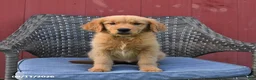 Golden Retriever dogs for sale: Michelle - Ad 6