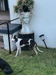 Italian Greyhound dogs Rufus - Ad 2