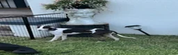 Italian Greyhound dogs for sale: Rufus - Ad 2